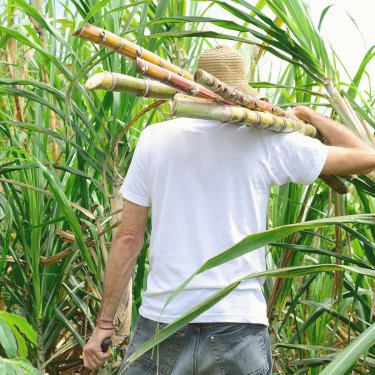 Sugar Cane Worker